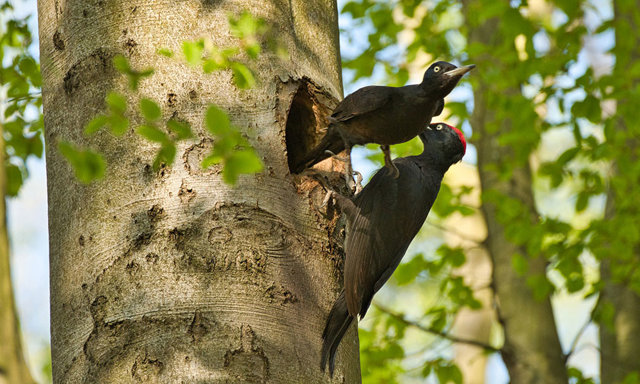 Gddbirds