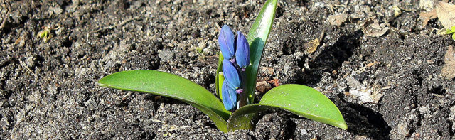 Foto på en blå blomma i jorden