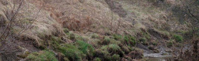Foto som visar ett dike i skogsmiljö