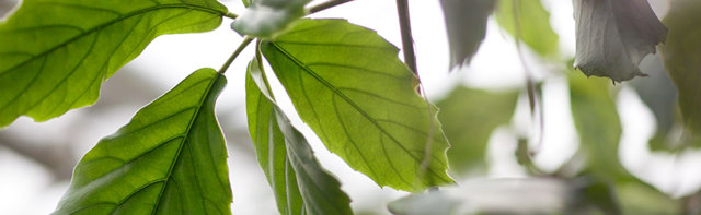 Foto som visar ett grönt blad