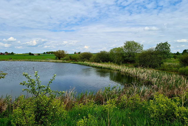Foto som visar en damm med gröna gärden i bakgrunden