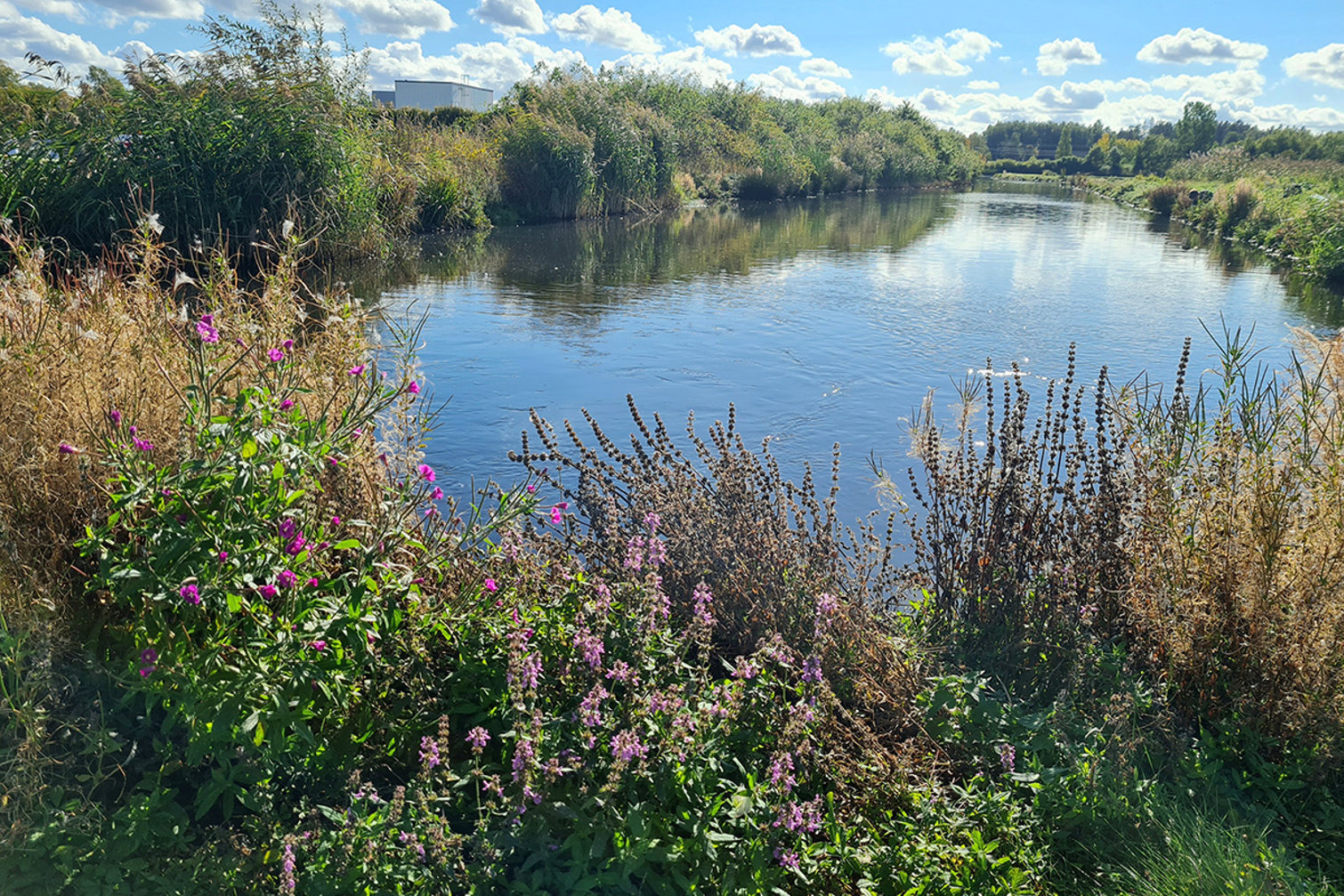 Foto som visar en damm tillsammans med rosa blommor i förgrunden