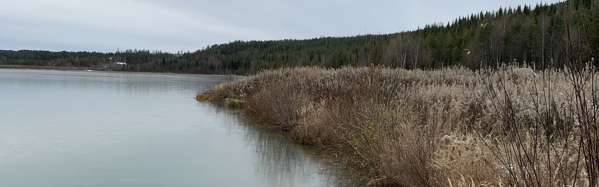 Sjö med rör vid stranden, skog och molnig himmel i bakgrunden.