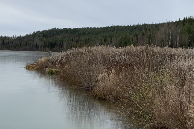Sjö med rör vid stranden, skog och molnig himmel i bakgrunden.