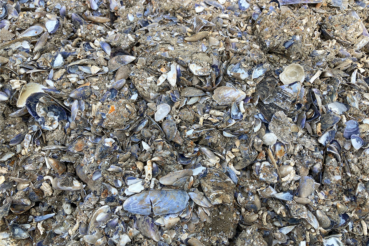 Musselskal efter rensning