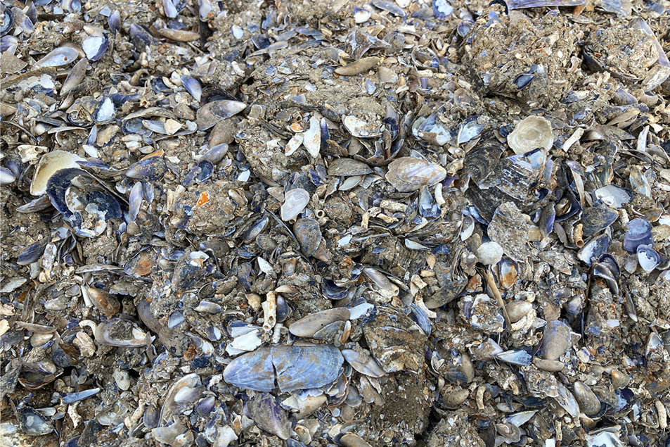 Musselskal efter rensning Musselskal efter rensning