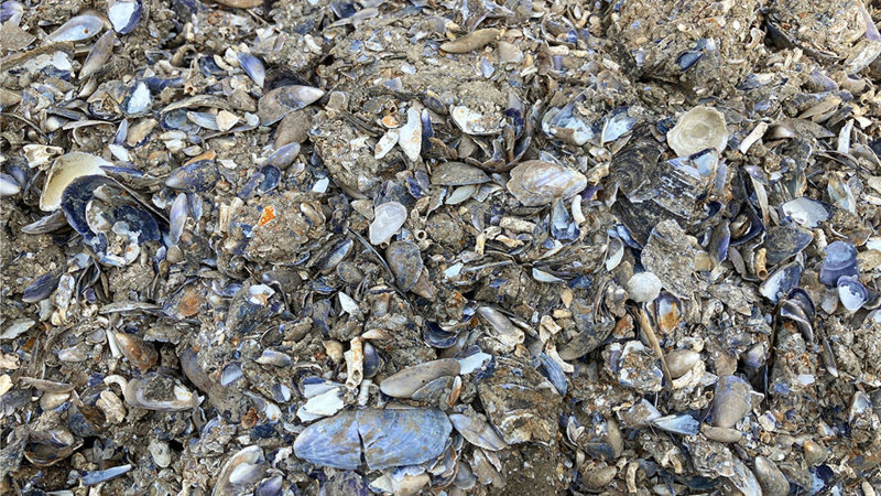 Musselskal efter rensning