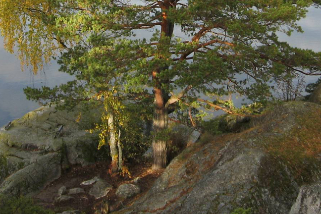 Steniga klippor med gröna träd och vatten i bakgrunden.