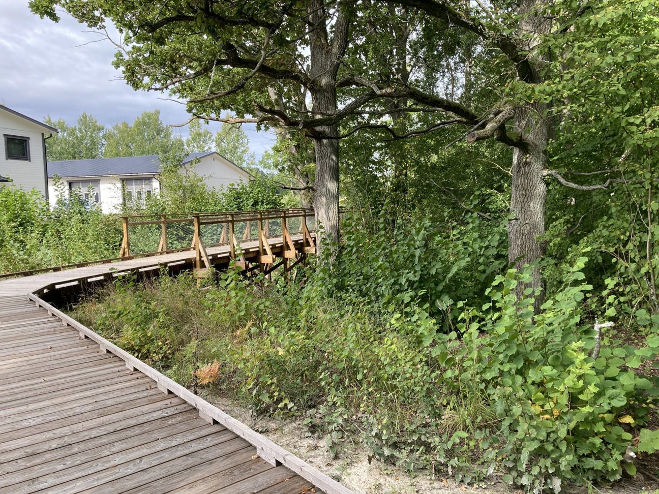 Träbro omgiven av grönska och träd med hus i bakgrunden.