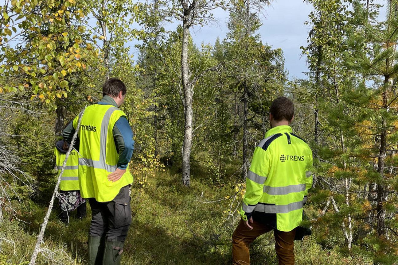 Tre personer i gula säkerhetsvästar i en skog.